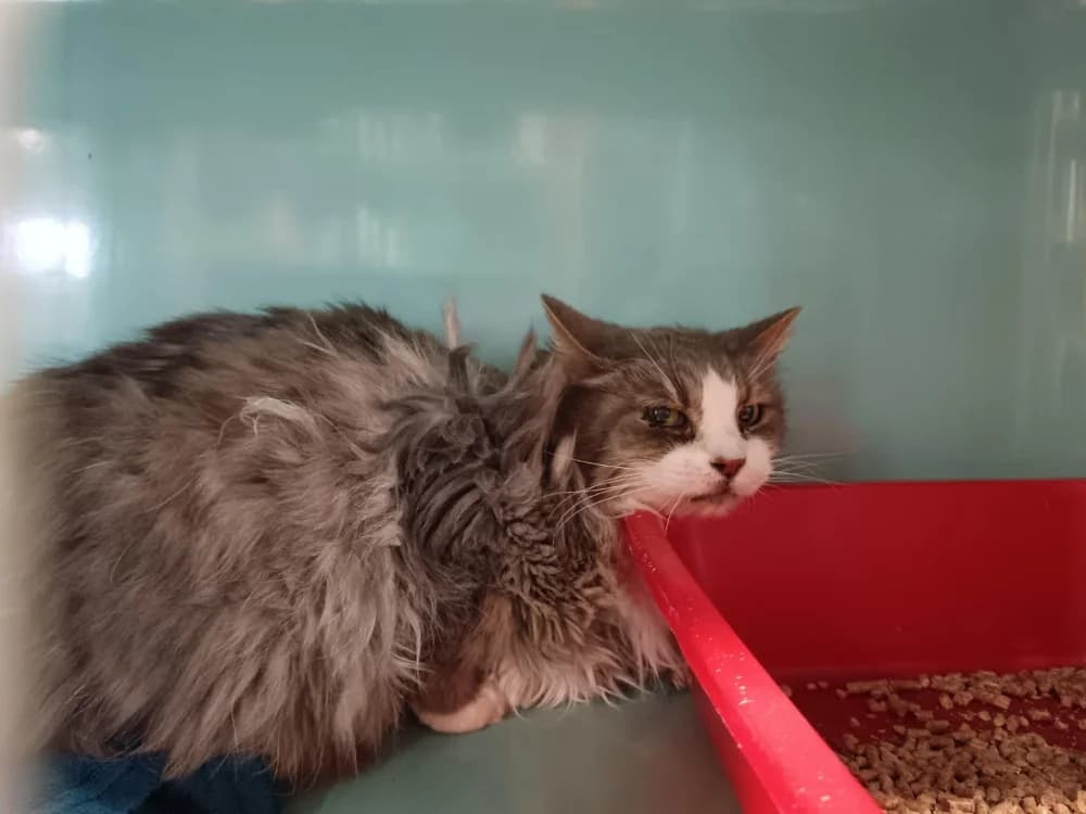 IMALTAR, poils longs female mixed breed for adoption at SPA Briançon, Briancon