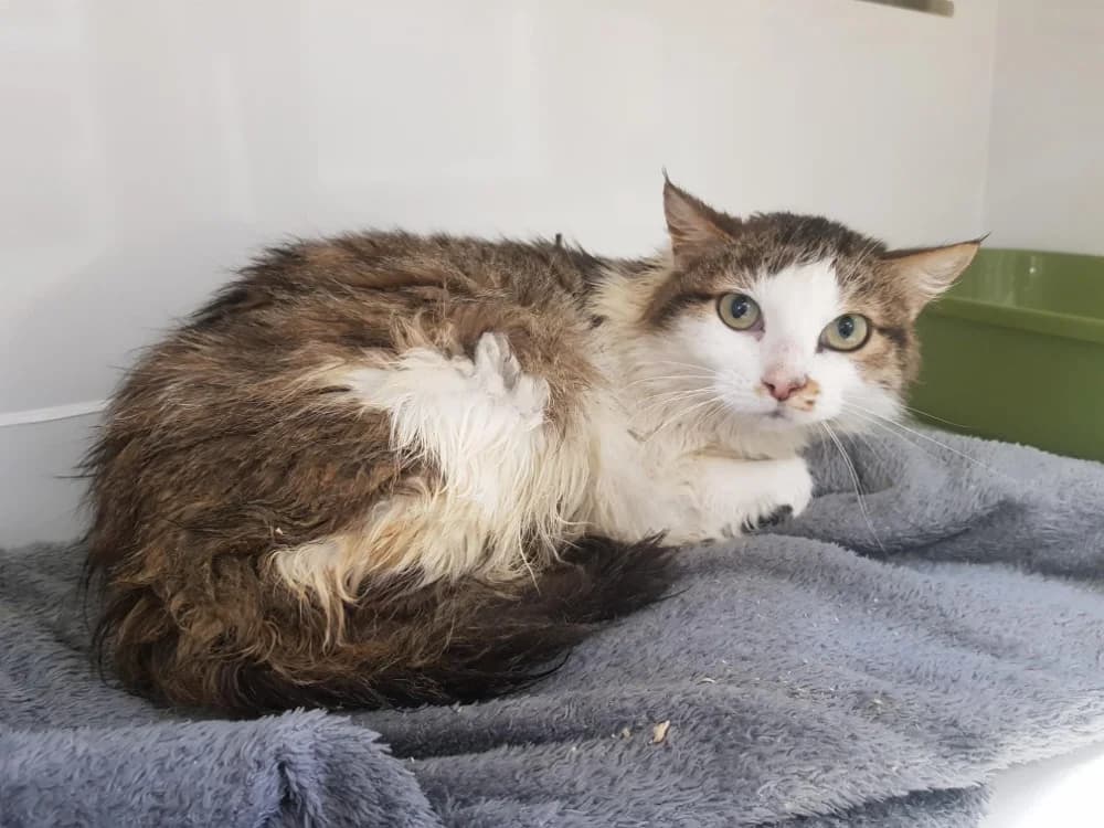 NALA, female mixed breed for adoption at SPA Briançon, Briancon