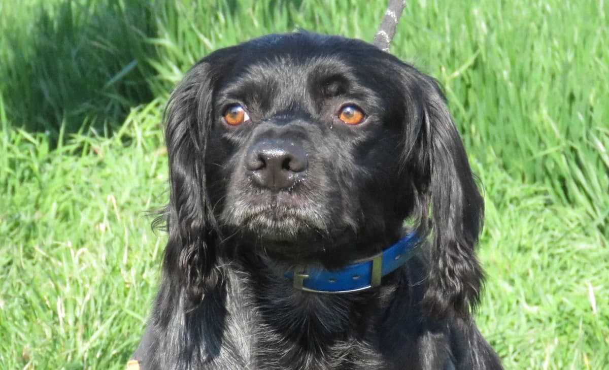EZIO, Brittany Spaniel (SPA Chilleurs-aux-Bois)