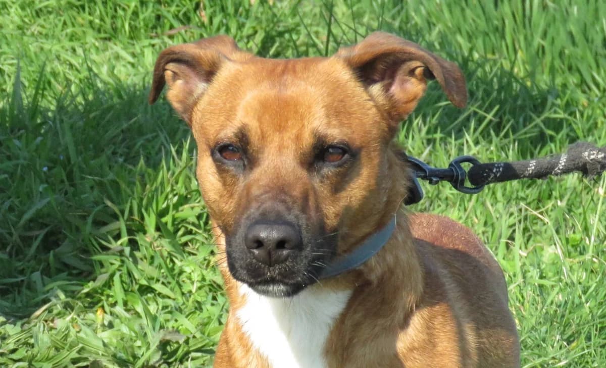 Boomer, tan male Mixed Breed for adoption at Haute-Marne), Voillecomte