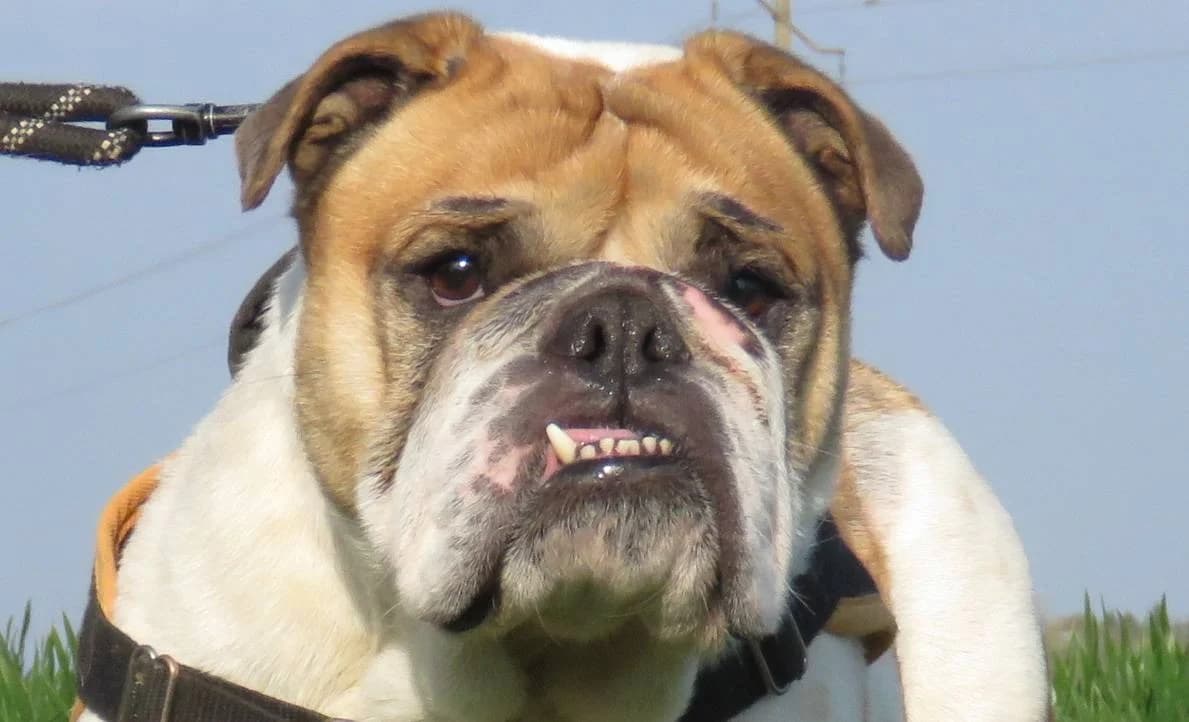 TOKYO, English Bulldog (SPA Chilleurs-aux-Bois)