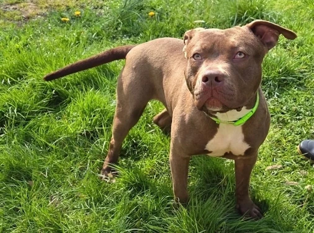 PRIMERA, female Mixed Breed for adoption at SPA Troyes, Troyes