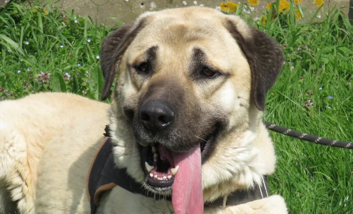 THANATOS, male 3yo mixed breed for adoption at SPA Chilleurs-aux-Bois, Chilleurs