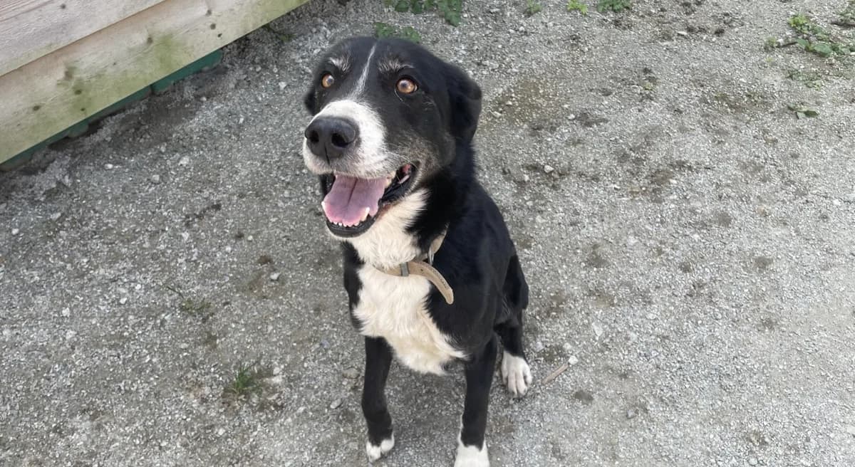 Romy, unknown female Mixed Breed for adoption at SPA Mont-de-Marsan, De Marsan