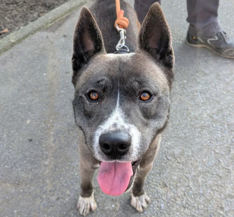 TYSON, Husky (SPA Laon)