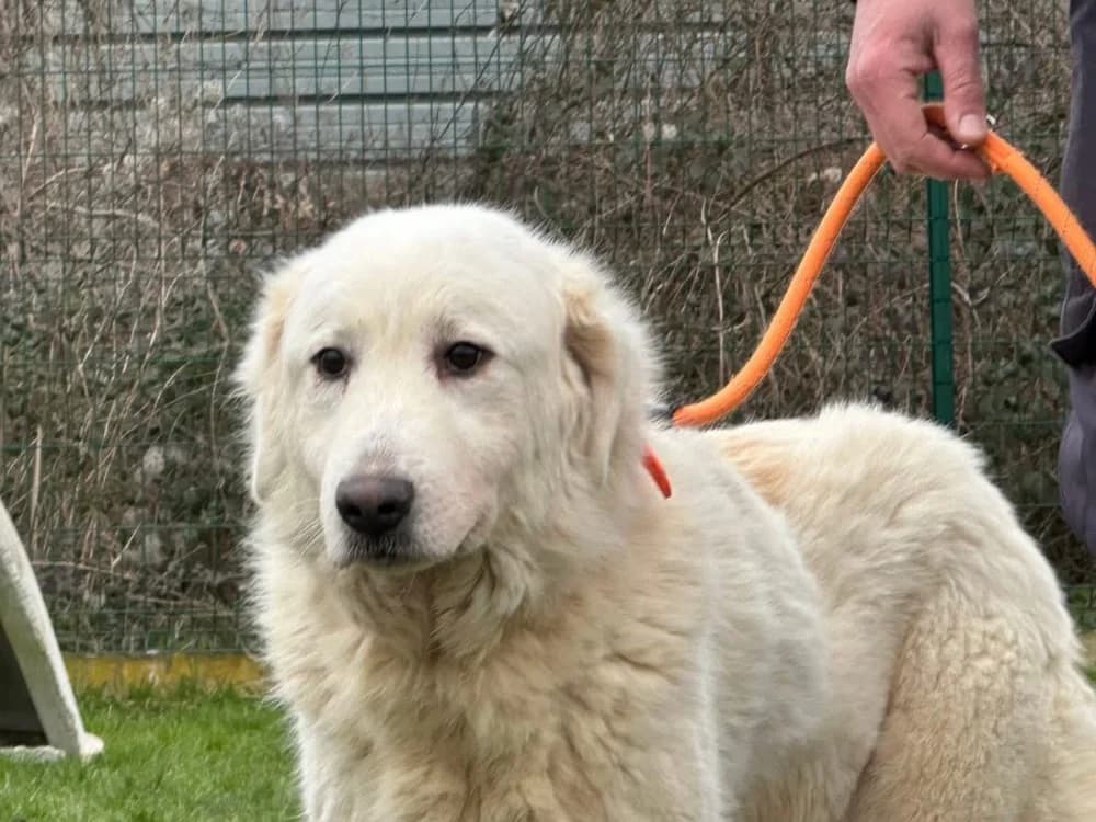 BAHIA, Golden Retriever (SPA Le Mans (Yvré-L'Évêque))