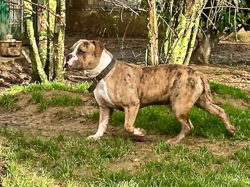 BOUBOU, American Bully (SPA La Roche-sur-Yon)