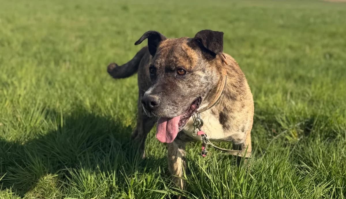 BABOUILLE, Mixed Breed (SPA Thionville)
