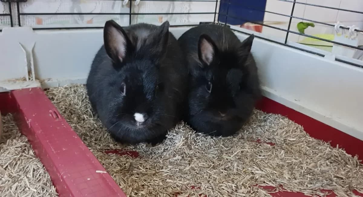 MAREVA PAC1352 EN DUO AVEC THAHIA PAC1353 photo 2