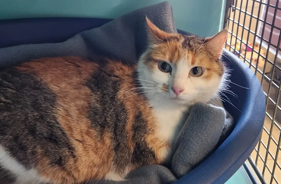 TRAPETTE QCT photo 2