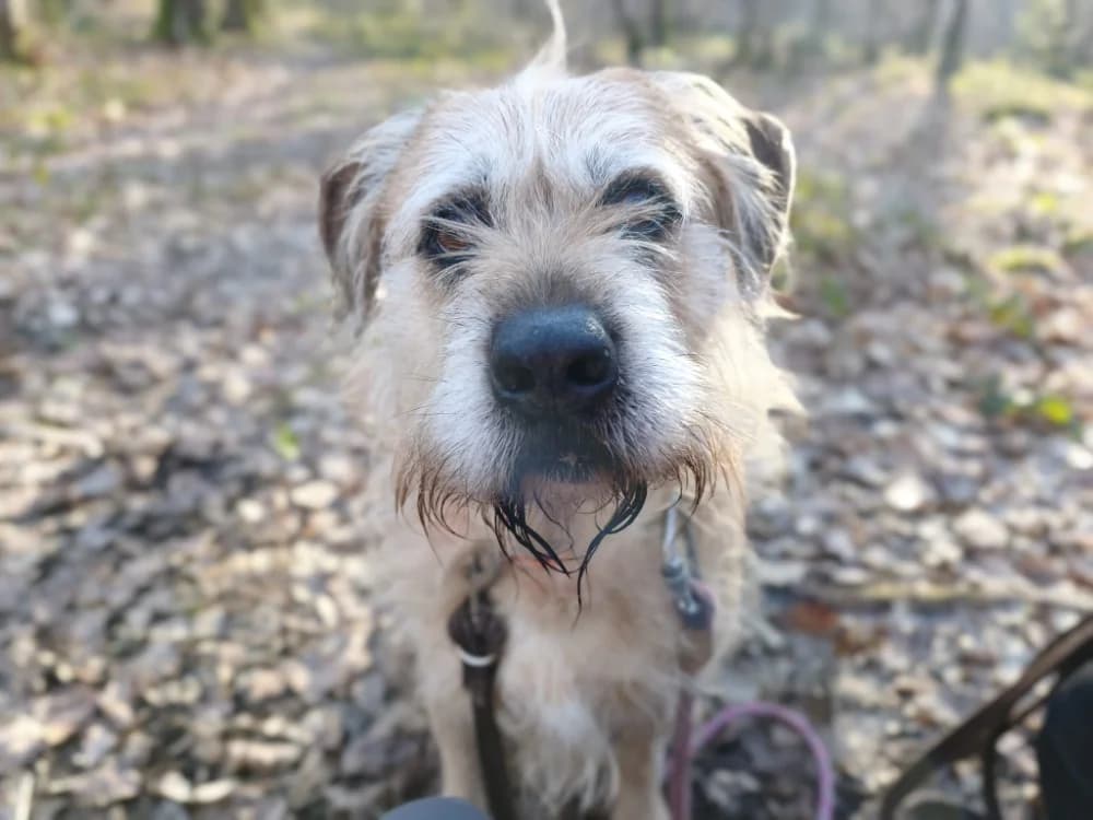 DJANGO, Mixed Breed (SPA Draguignan (Flayosc))