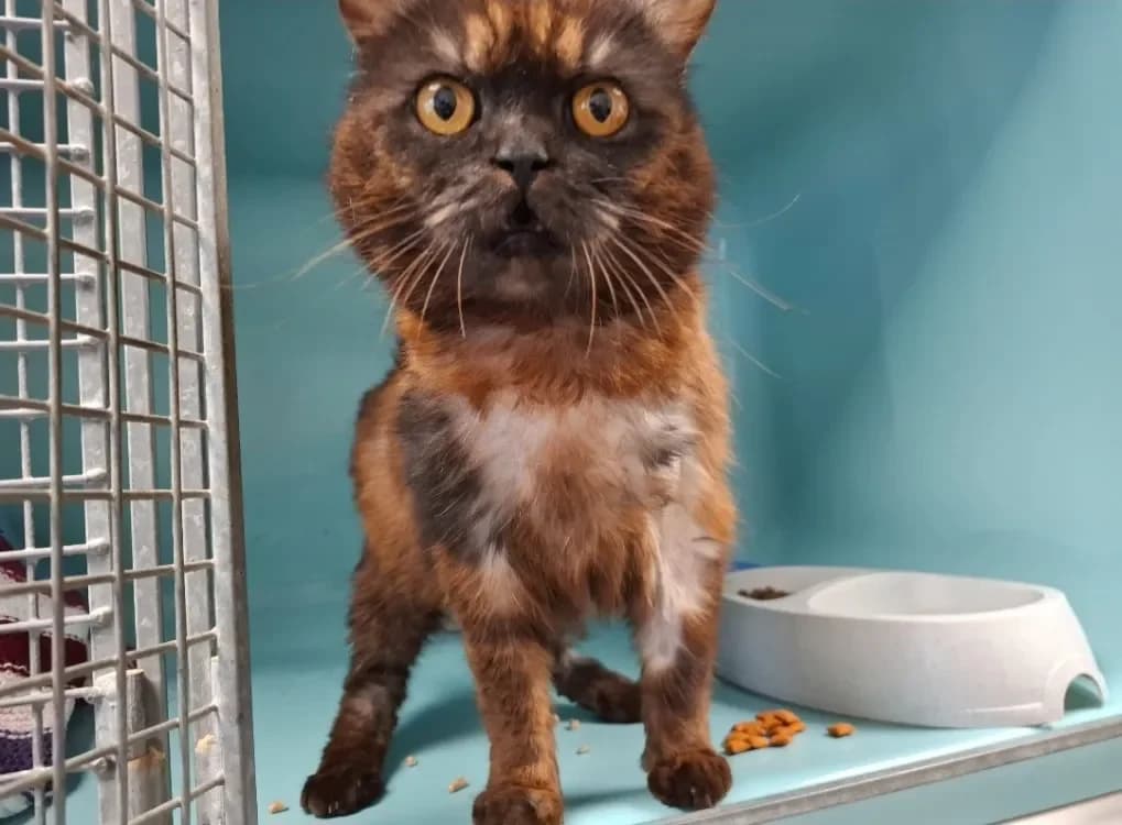 DUCHESSE-CHOUPETTE photo 2