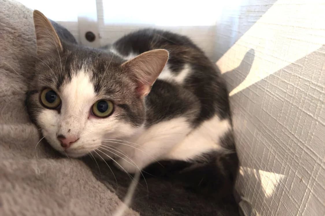 BALI (Réservé), Mixed Breed (SPA Chilleurs-aux-Bois)