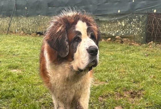 MONA, female Saint Bernard for adoption at SPA Vannes, Vannes