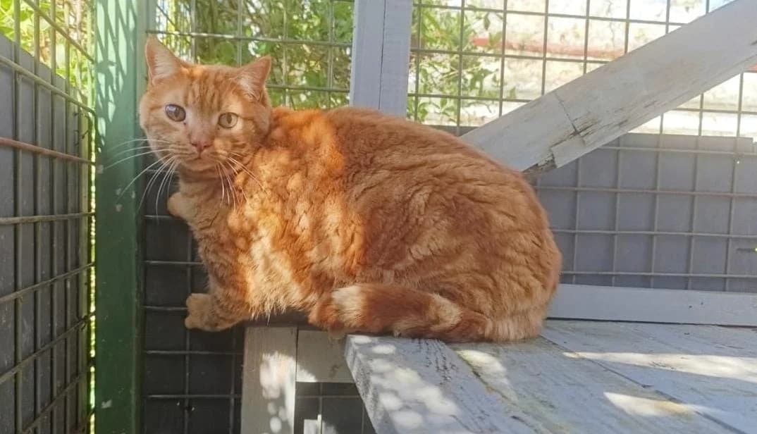 Brownie,  (SPA Cholet)