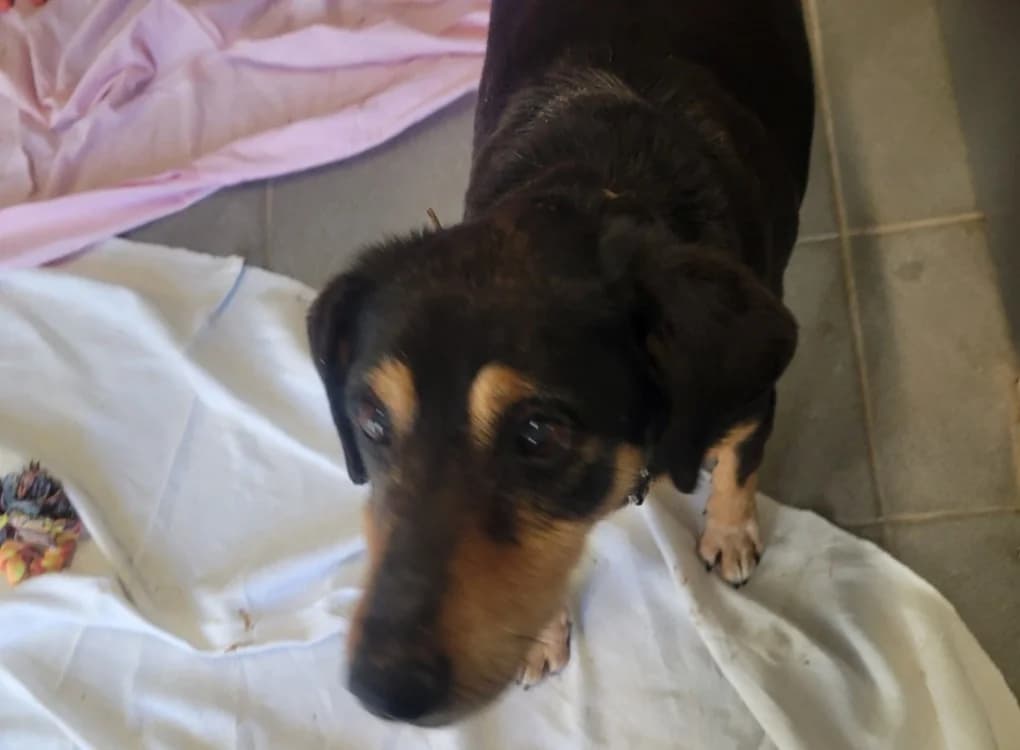 Jappy, male senior mixed breed for adoption at SPA Albi (Le Garric), Albi