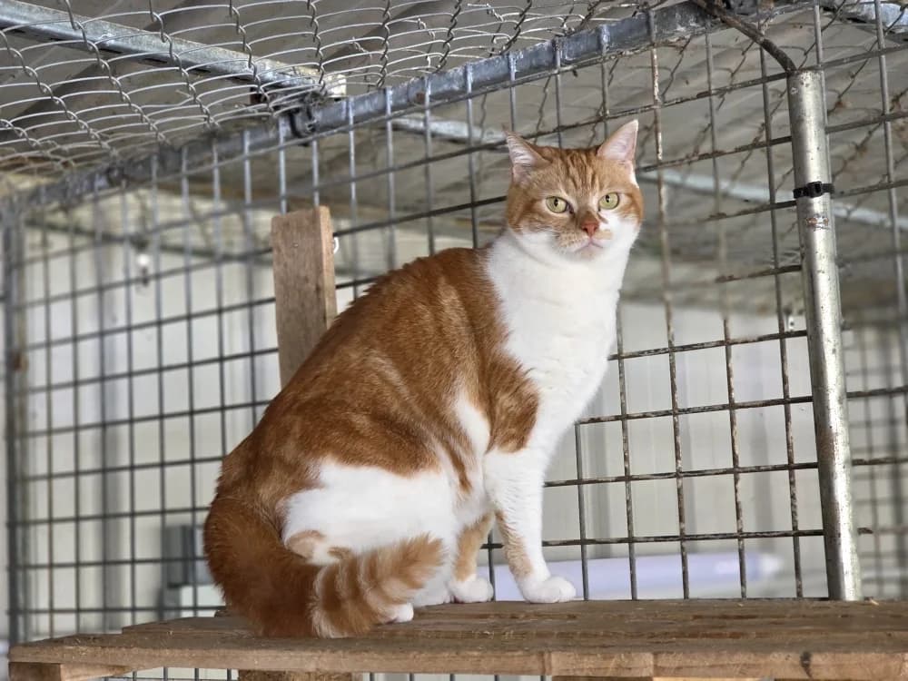 Lilou, female mixed breed for adoption at Lyon