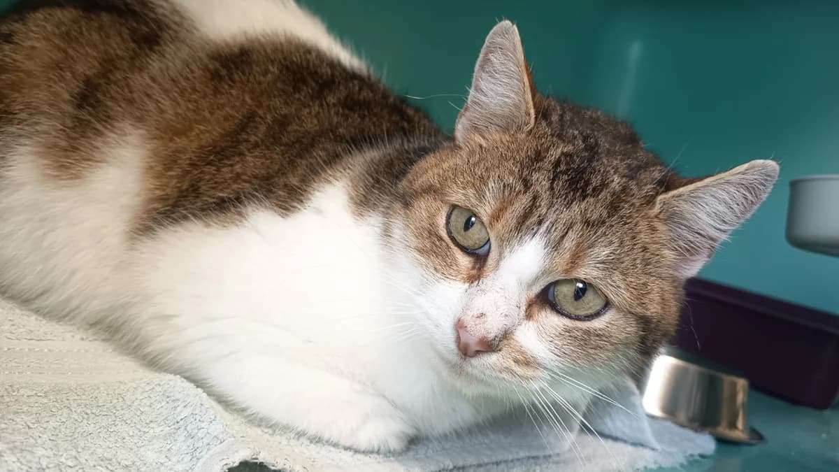 TAURA C, female senior mixed breed for adoption at SPA Vaux-le-Pénil, Vaux-le-Pénil