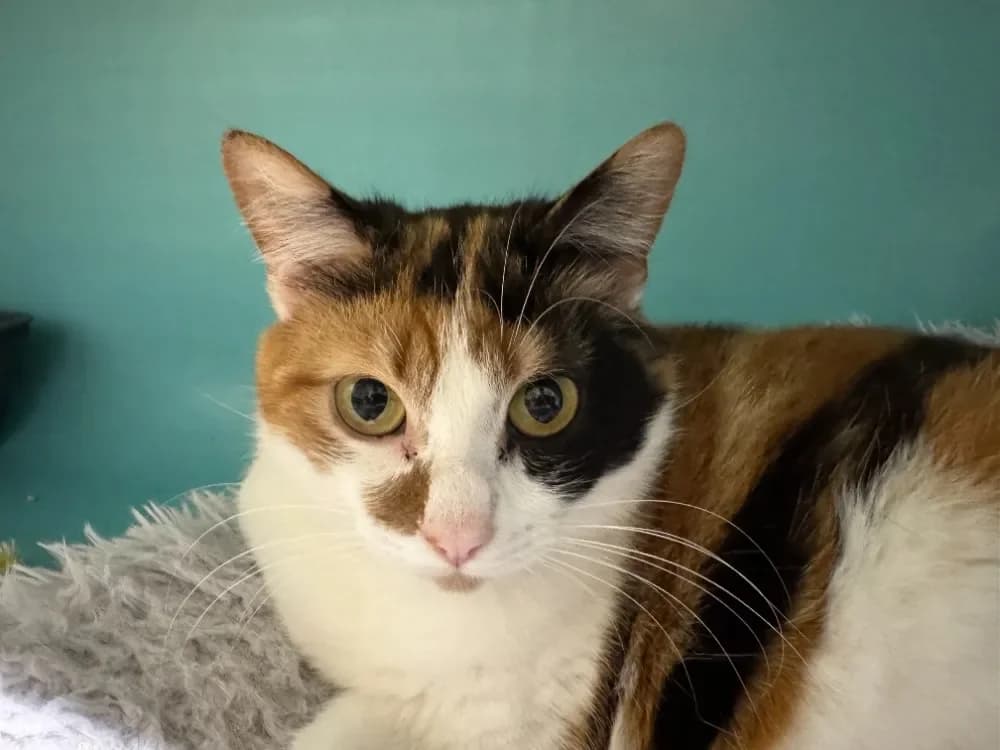 JESSICA A17366 (réservée) photo 2