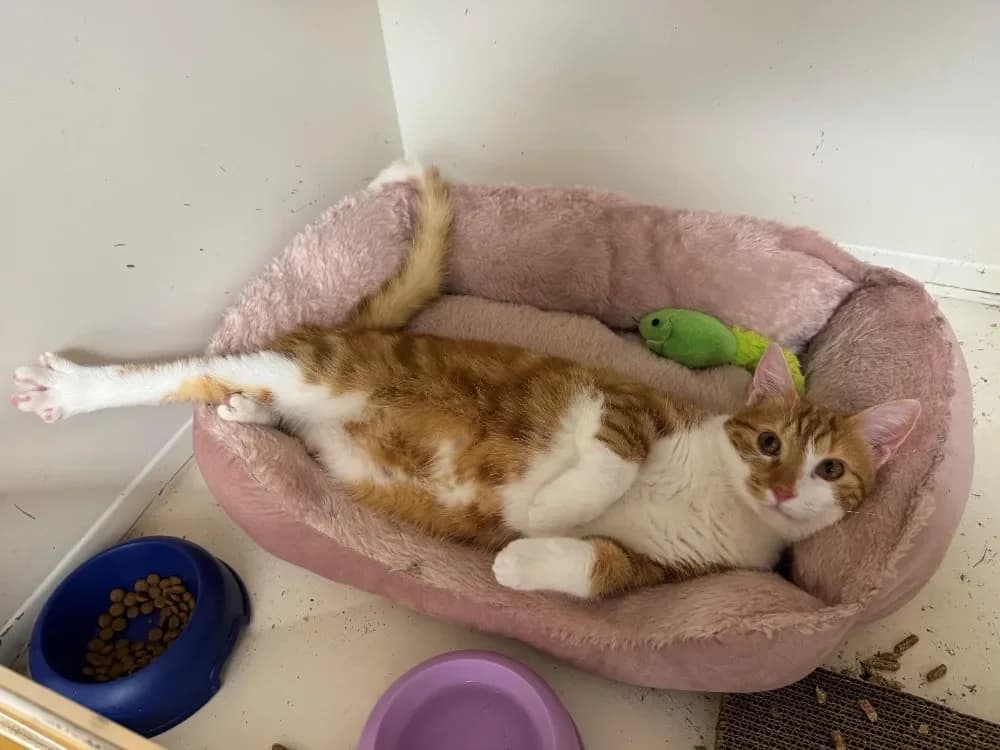 ASLAN A17359 (réservé) photo 2