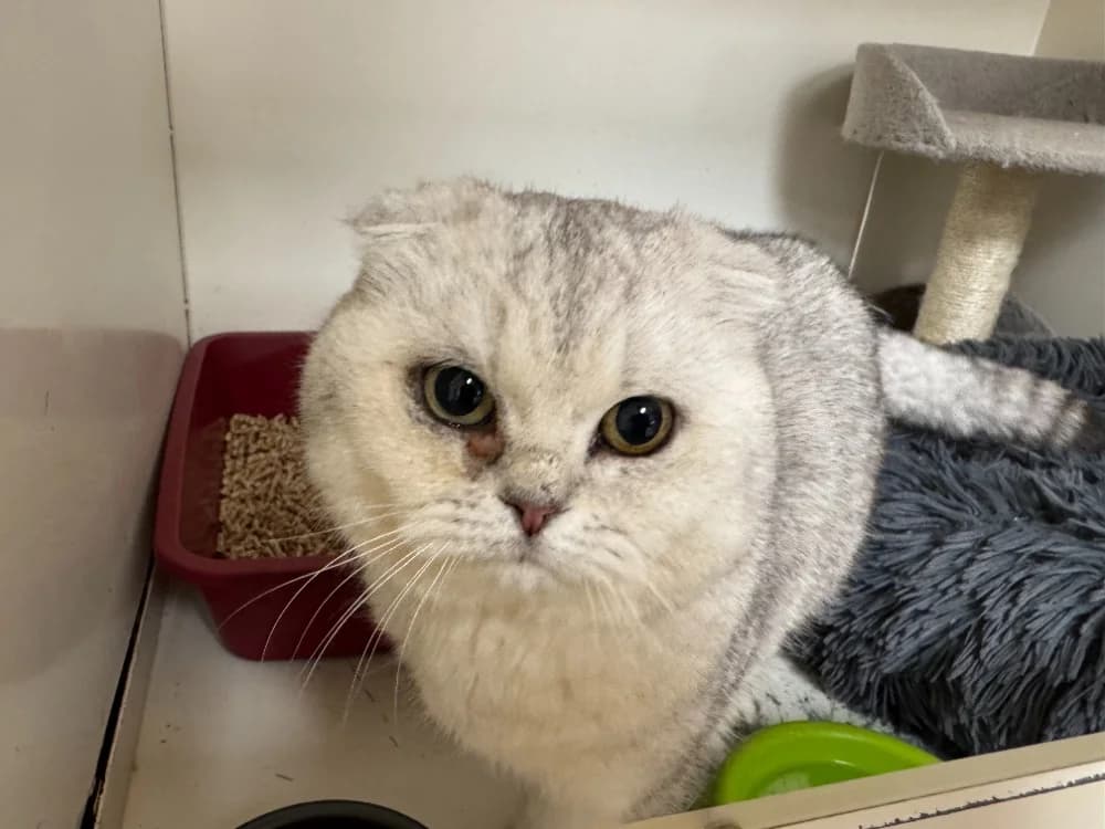 SNOW (EN DUO AVEC PRINCESSE) réservé A17361