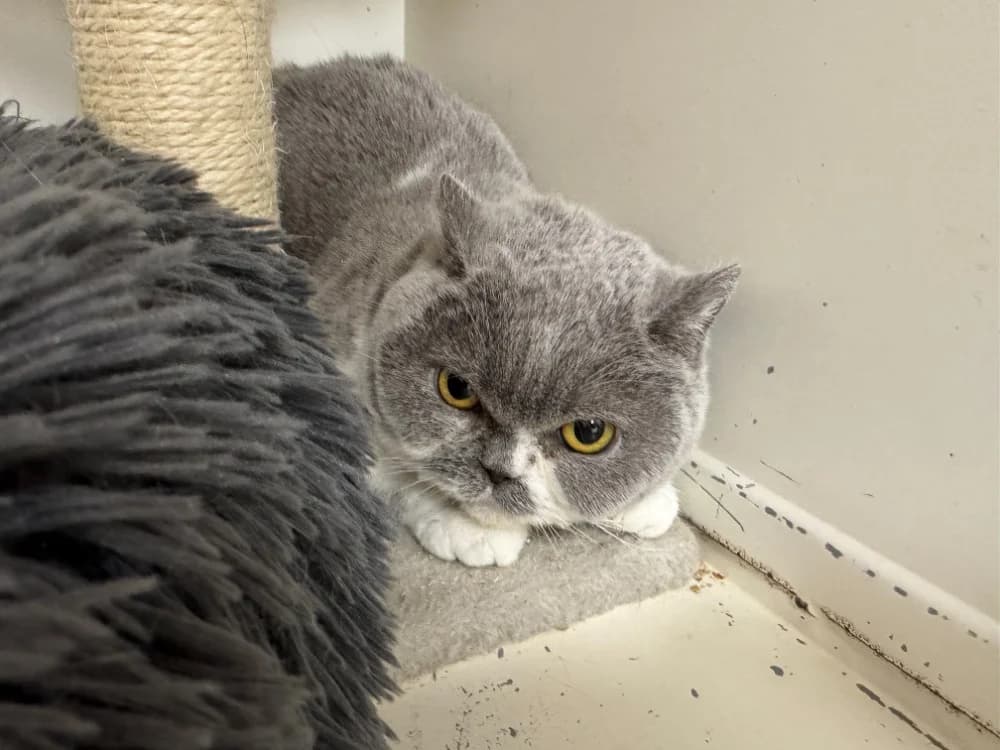 PRINCESSE (EN DUO AVEC SNOW) réservée  A17362