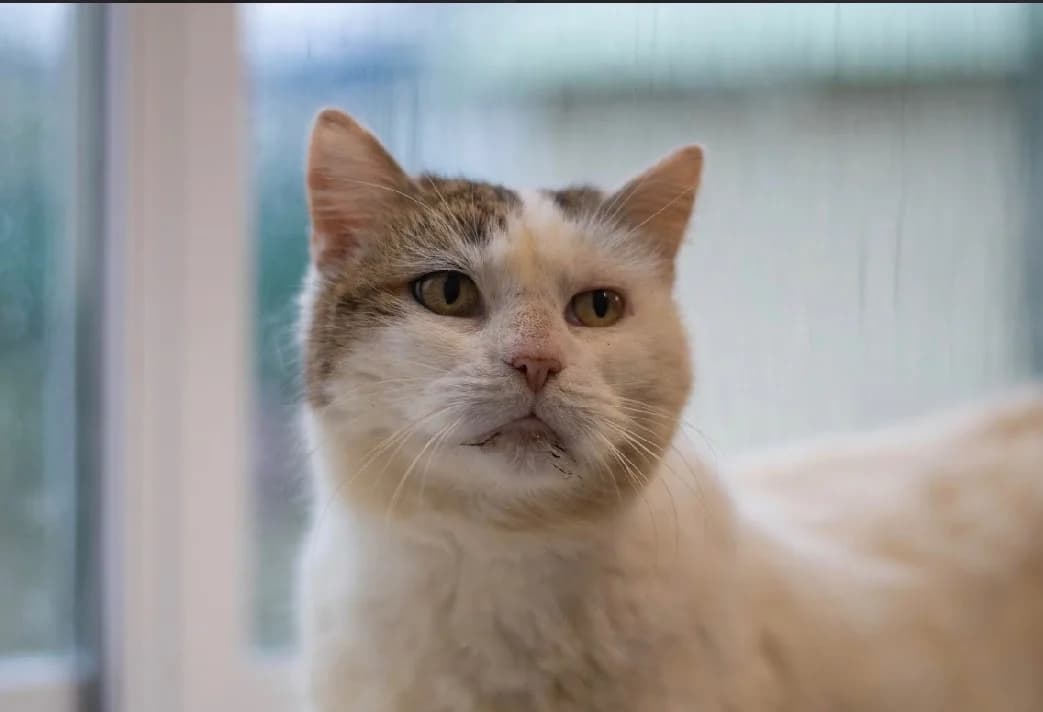 PRISCA, female mixed breed for adoption at SPA Vannes, Vannes