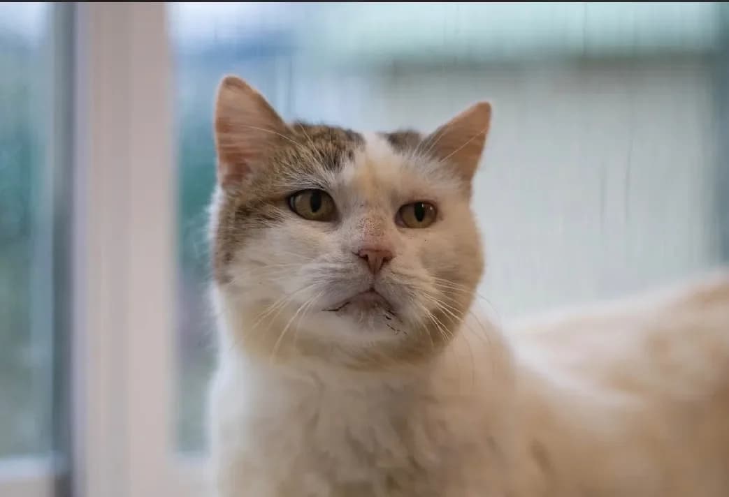 PRISCA, unknown female mixed breed for adoption at SPA France, Paris — photo 2 of 2