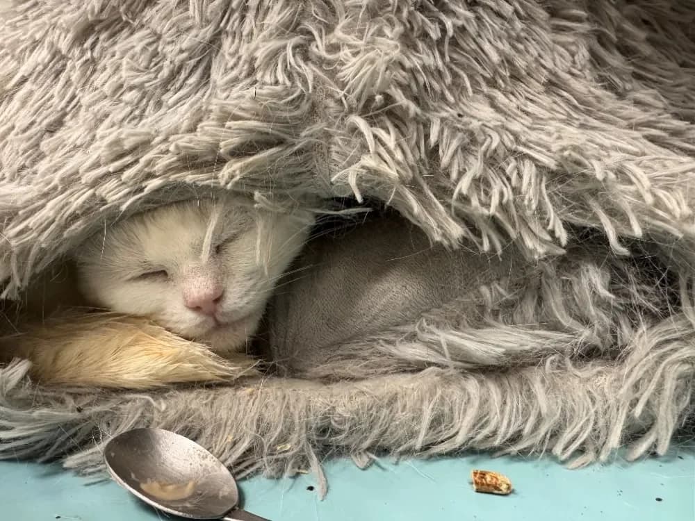 CANELLE A17342 photo 2