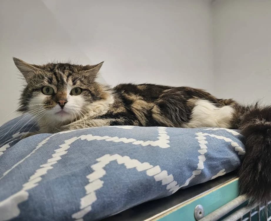 MORPEKO, male mixed breed for adoption at Arry