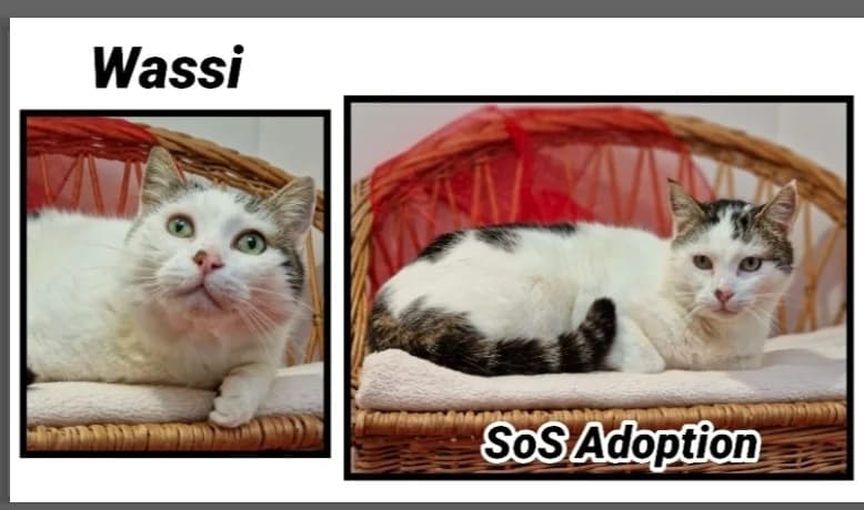 WASSY, unknown male mixed breed for adoption at SPA Cherbourg (Cotentin), Cherbourg
