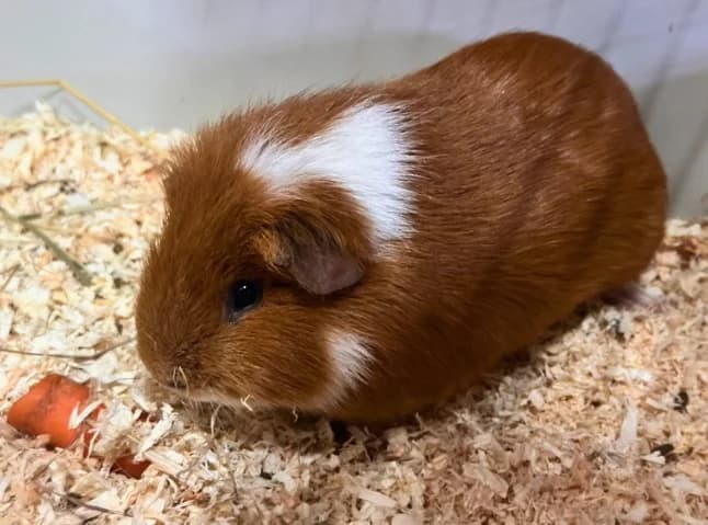 NOISETTE, female Mixed Breed for adoption at Jean Leriche), Moree