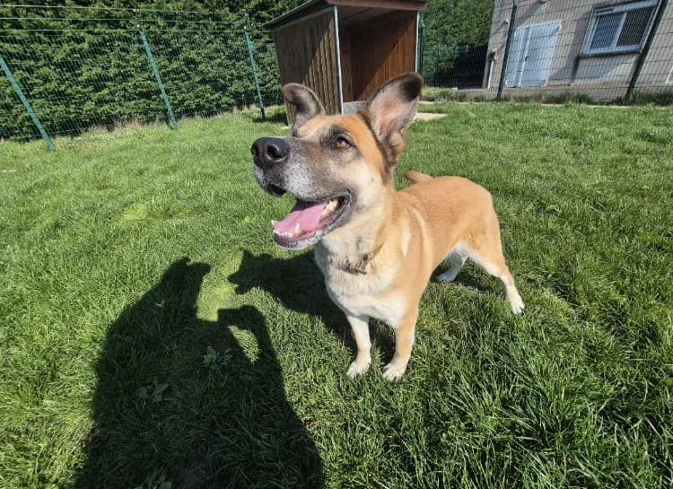 RUBIS, German Shepherd (Maubert-Fontaine))