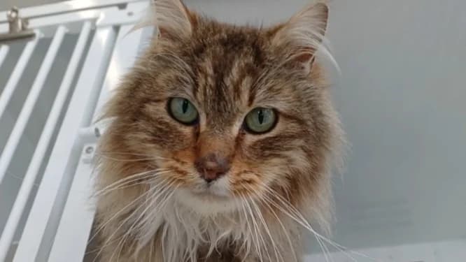 Pim's, brown tabby female Mixed Breed for adoption at SPA Lézignan-Corbières, Lezignan