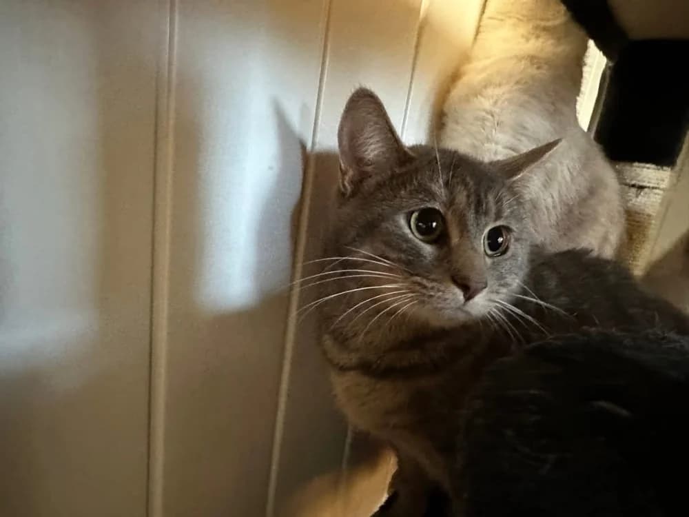 SWEETY, female mixed breed for adoption at Hazebrouck