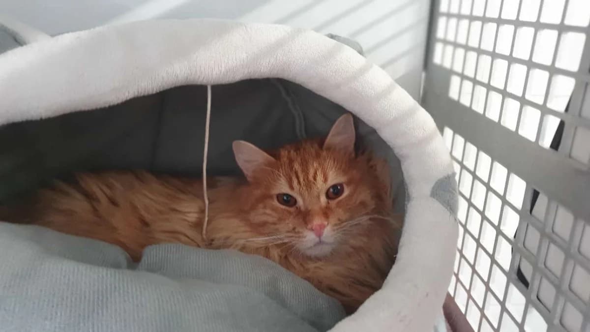 PUMPKIN, female mixed breed for adoption at SPA Mirepoix, Mirepoix
