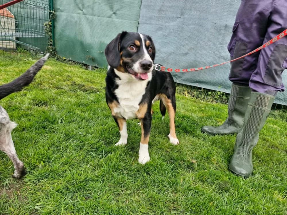 ROCKY, Beagle (Maubert-Fontaine))