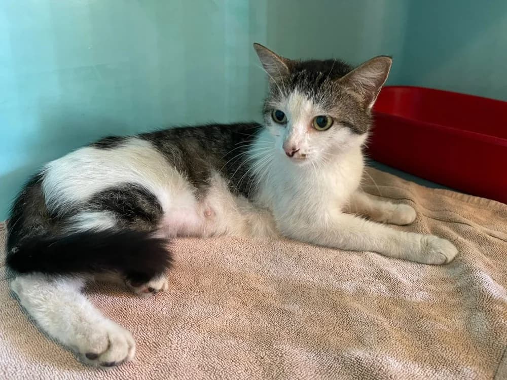 BONNIE ( FIV +) photo 2