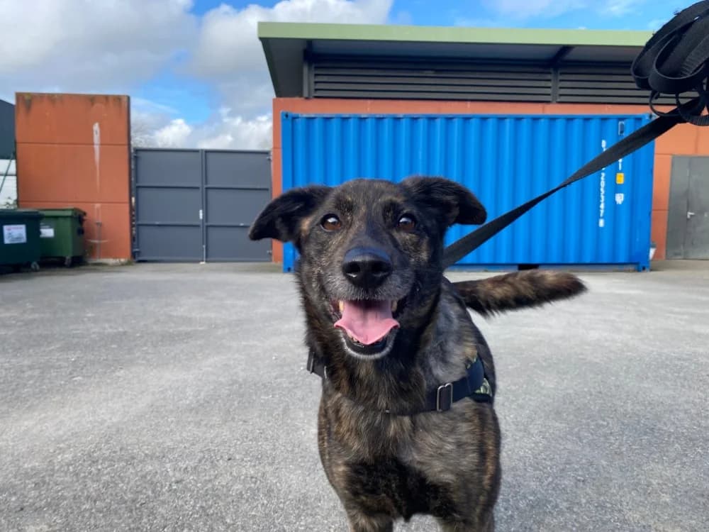 FUEGO, male Mixed Breed for adoption at SPA Rennes, Rennes