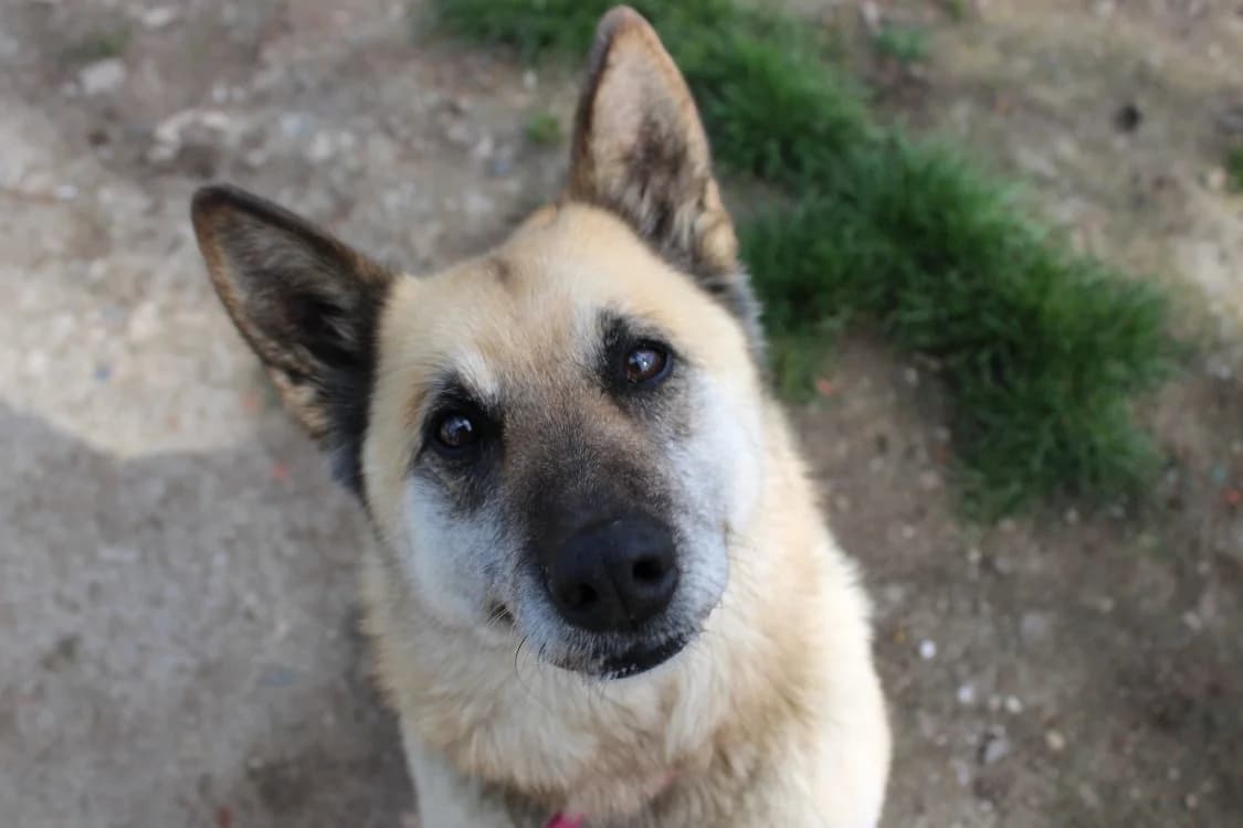 LAYA, female Mixed Breed for adoption at SPA Lézignan-Corbières, Lezignan