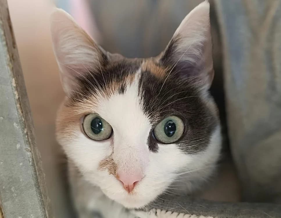 Laïka, female Mixed Breed for adoption at Bois Pinson