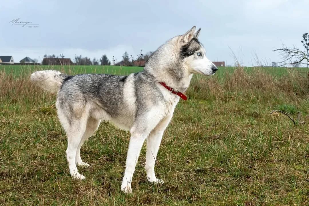 Nino, male Husky for adoption at Amiens), Poulainville photo 2