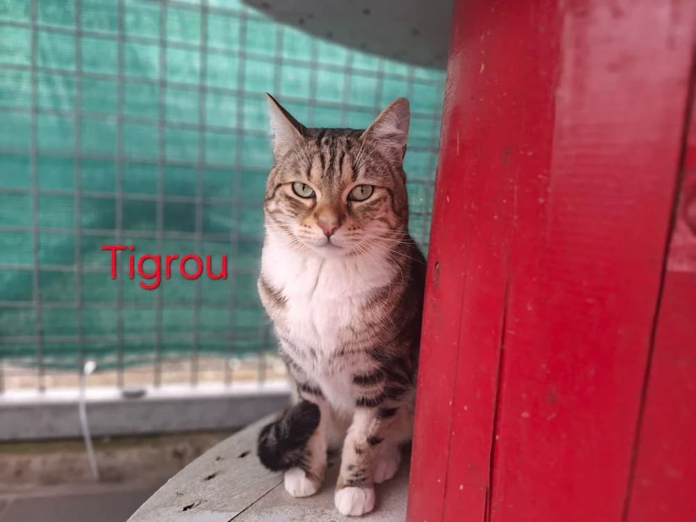 Tigrou