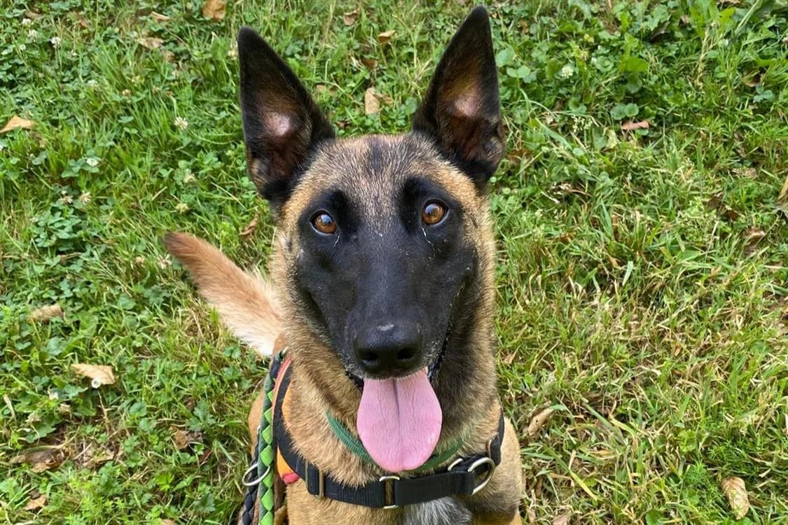STORMY QCN, Belgian Malinois (SPA Quimper)