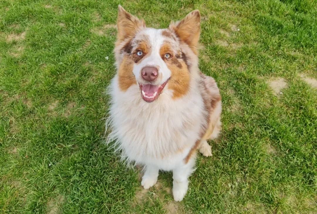 VAI (PROMIS) photo 2