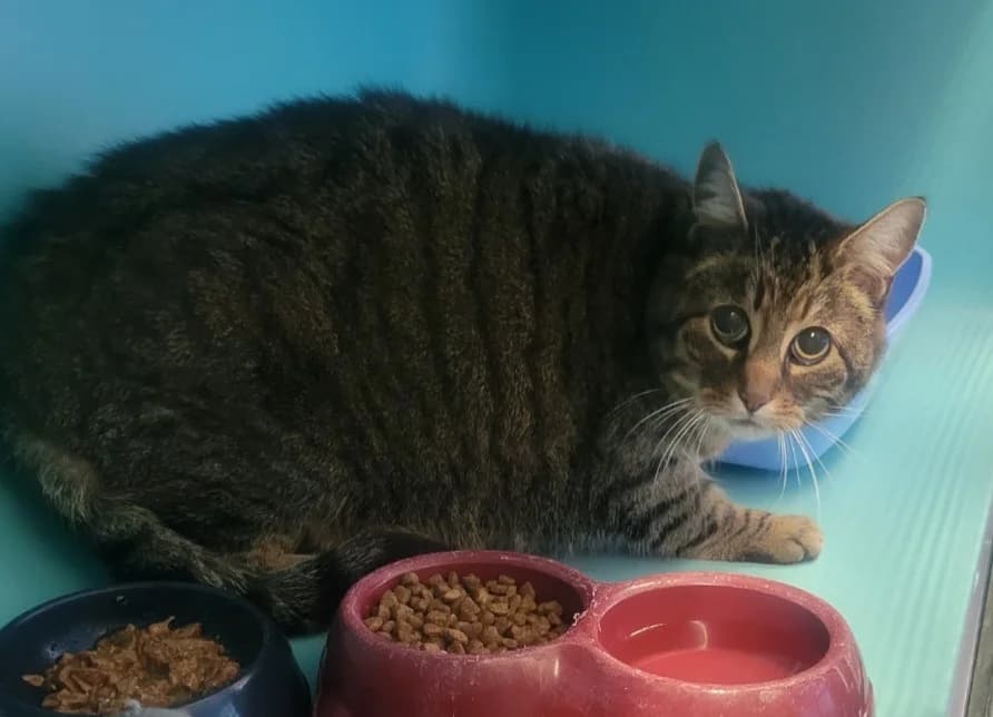PINPIN, brown tabby male mixed breed for adoption at SPA Montluçon, Montlucon