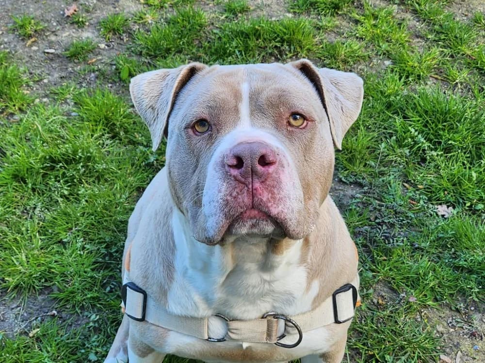 KALY, fawn female American Bully for adoption at Gerhard Cramer), Arry