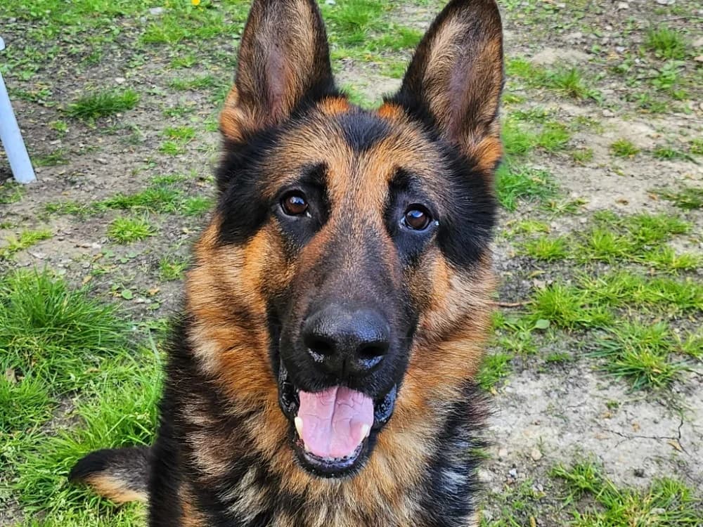 OLAF, German Shepherd (SPA Tours (Luynes))