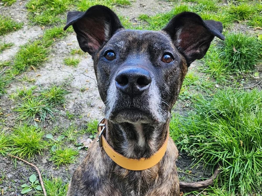 STITCH, male 7yo Cane Corso for adoption at SPA Tours (Luynes), Tours