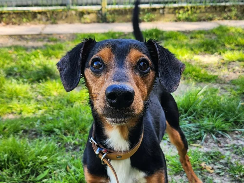 ANDY, male Mixed Breed for adoption at SPA Tours (Luynes), Tours